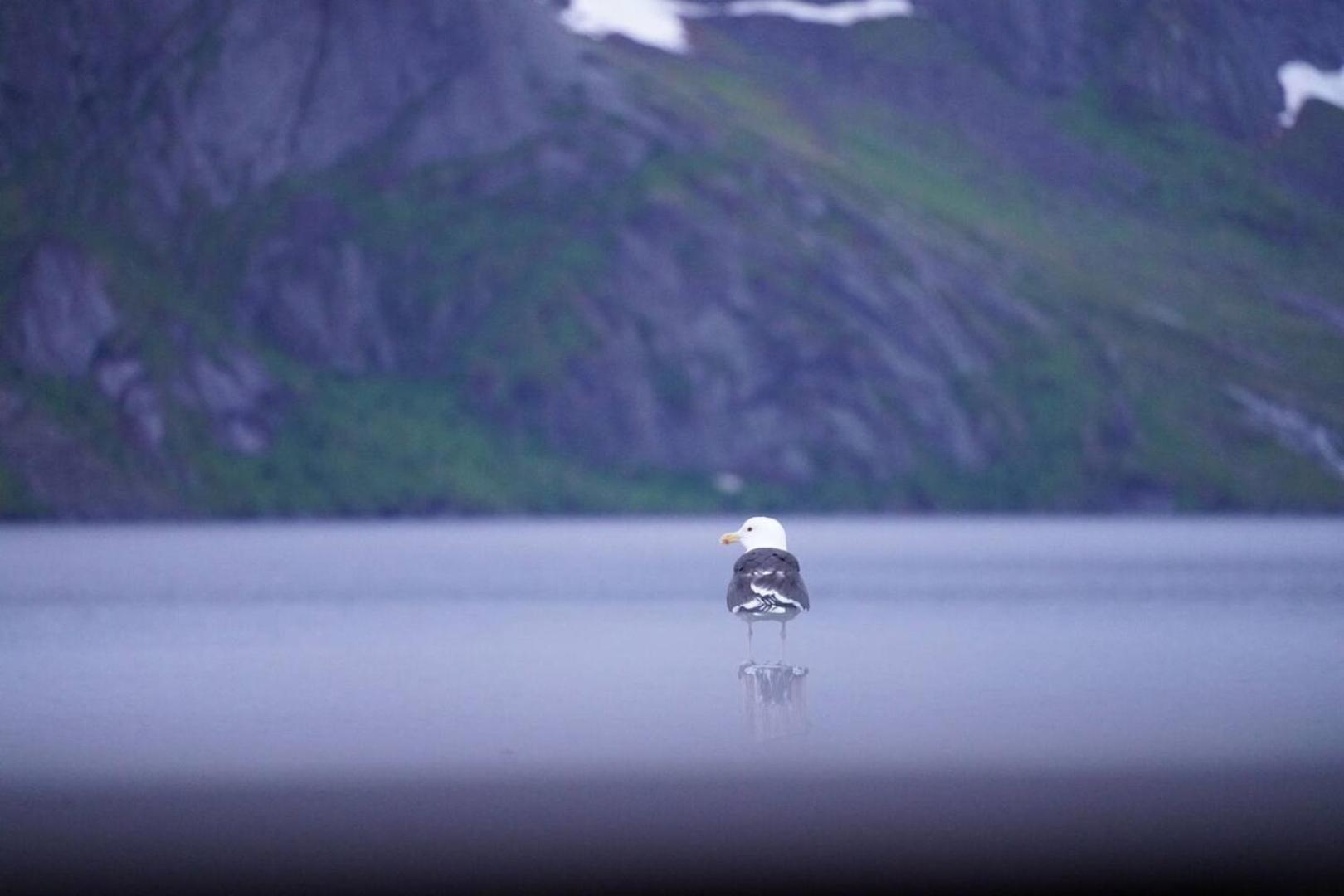 Lofoten Panoramic Luxury Home With Sauna モスケネス エクステリア 写真